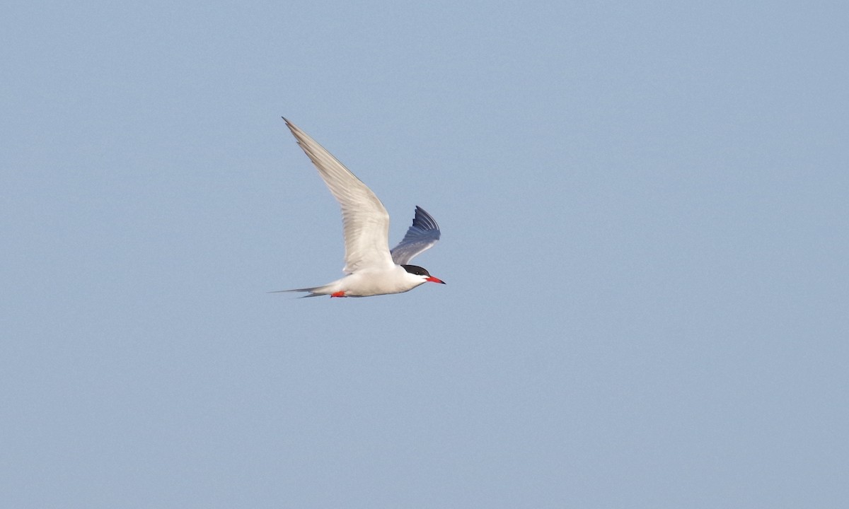 Common Tern - ML608578807