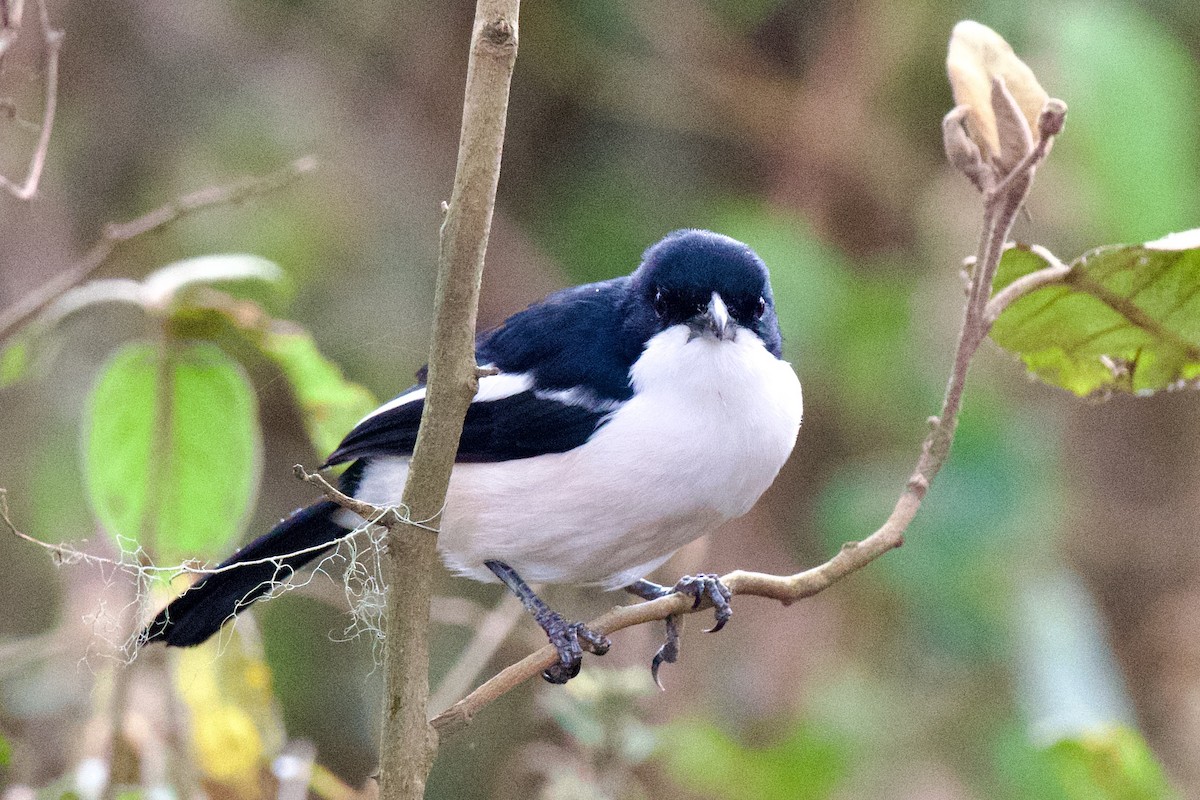 Magpie Shrike - Michael Gaume