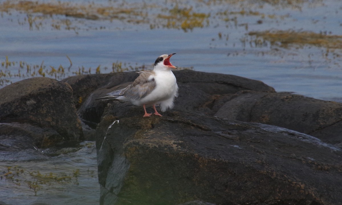 Common Tern - ML608578826