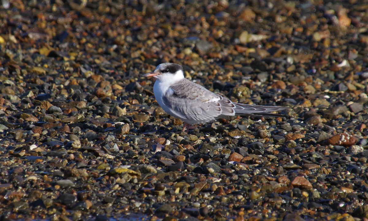 Common Tern - J D