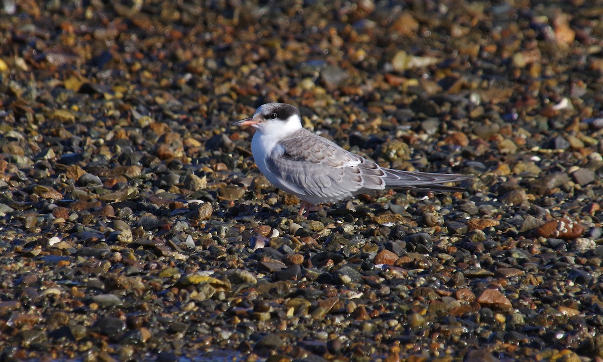 Common Tern - ML608578853