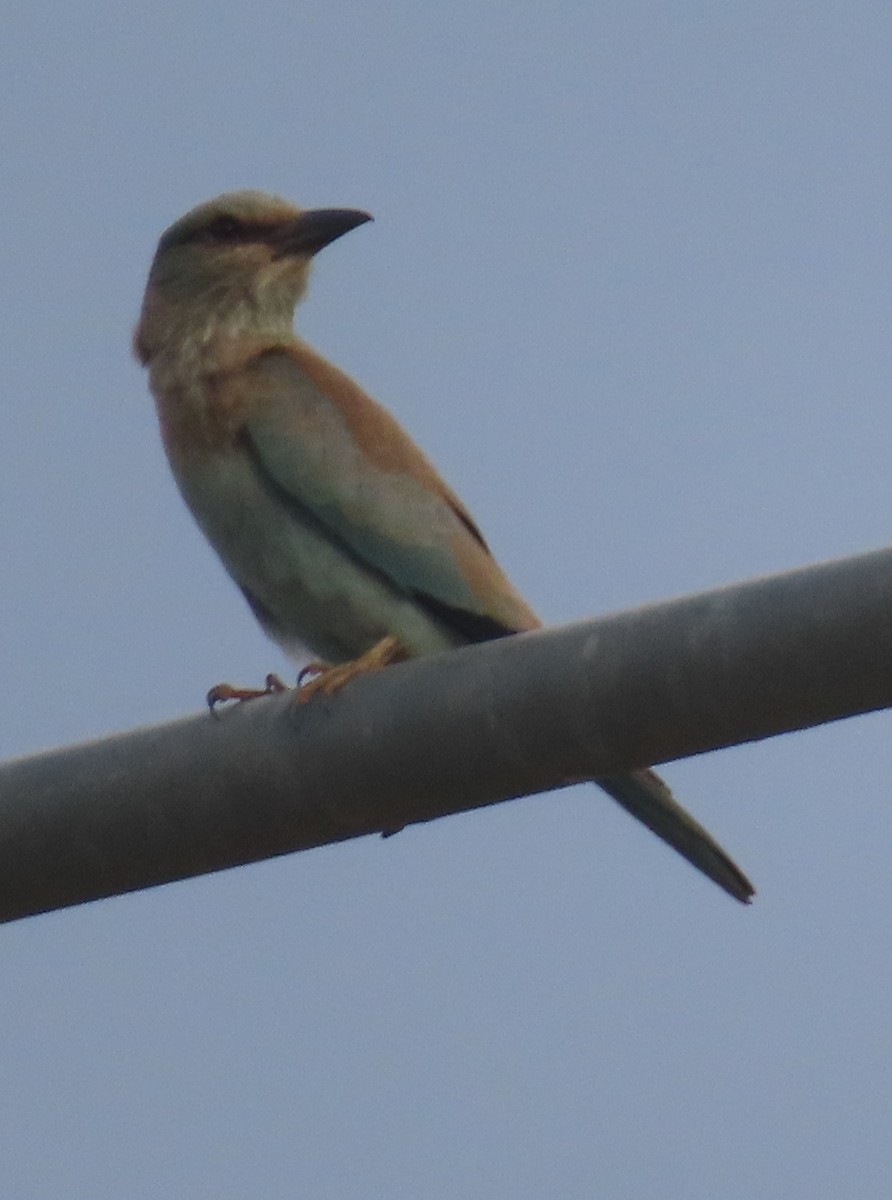 European Roller - Gargi Dalawat