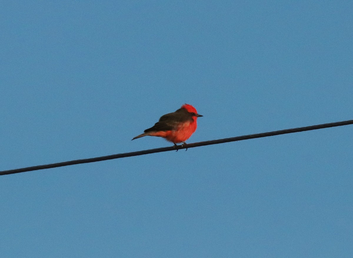 Vermilion Flycatcher - Ruth King