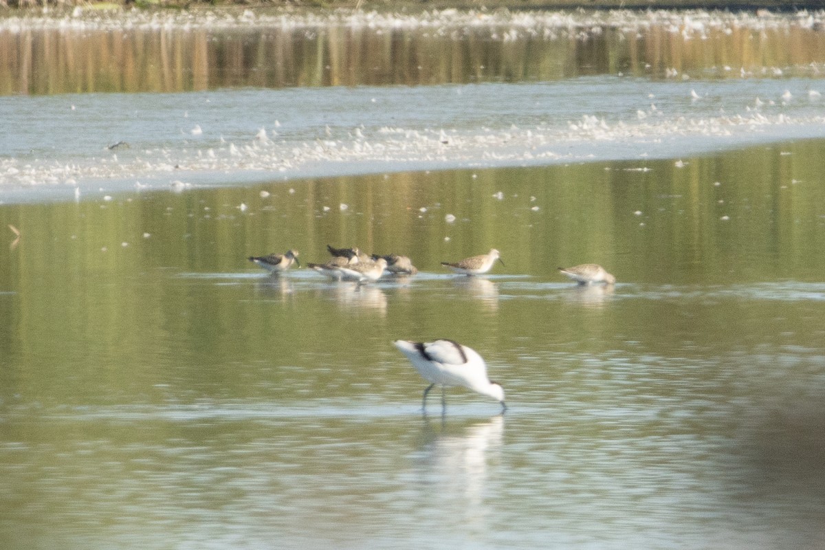 Curlew Sandpiper - ML608579285