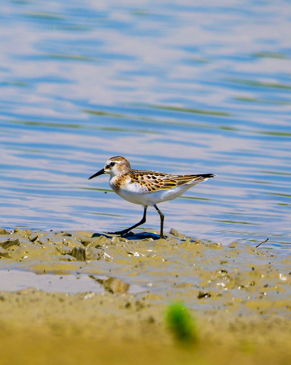 Little Stint - Reyan sofi