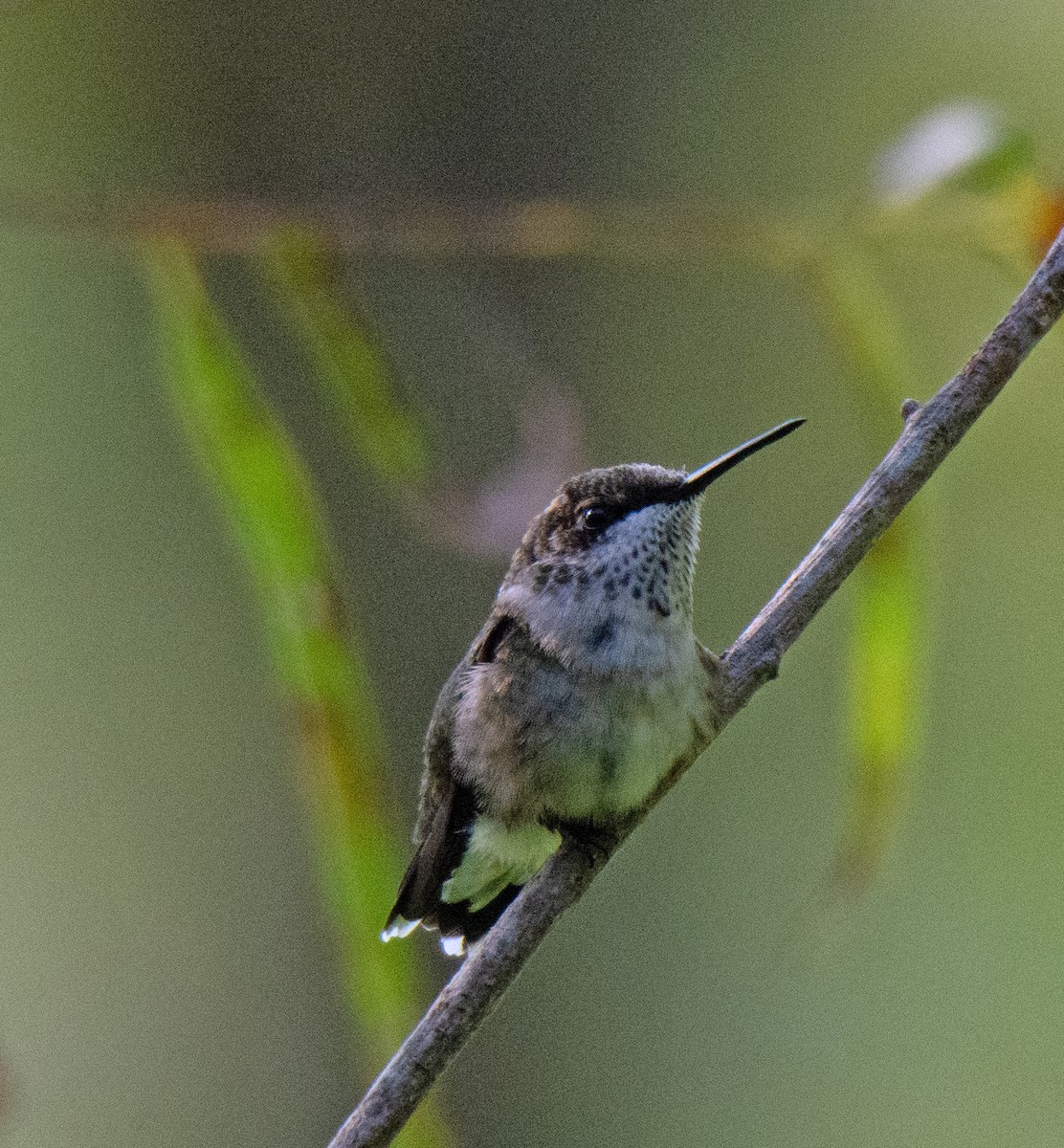 Ruby-throated Hummingbird - ML608579523