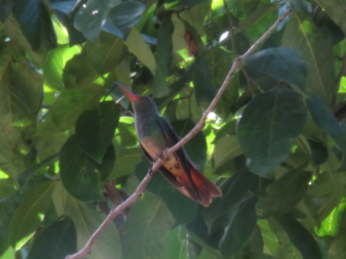 Buff-bellied Hummingbird - ML608579594