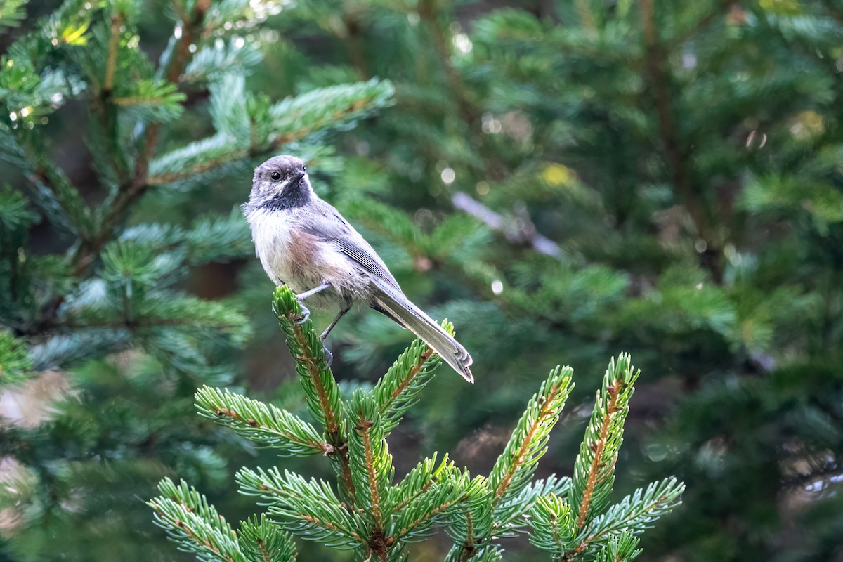 Boreal Chickadee - ML608579603