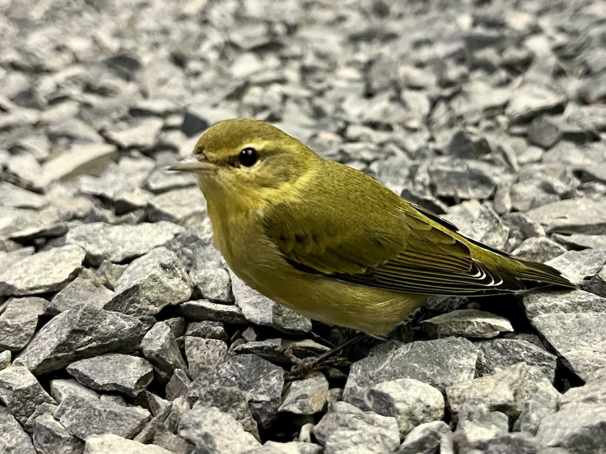 Tennessee Warbler - ML608579619