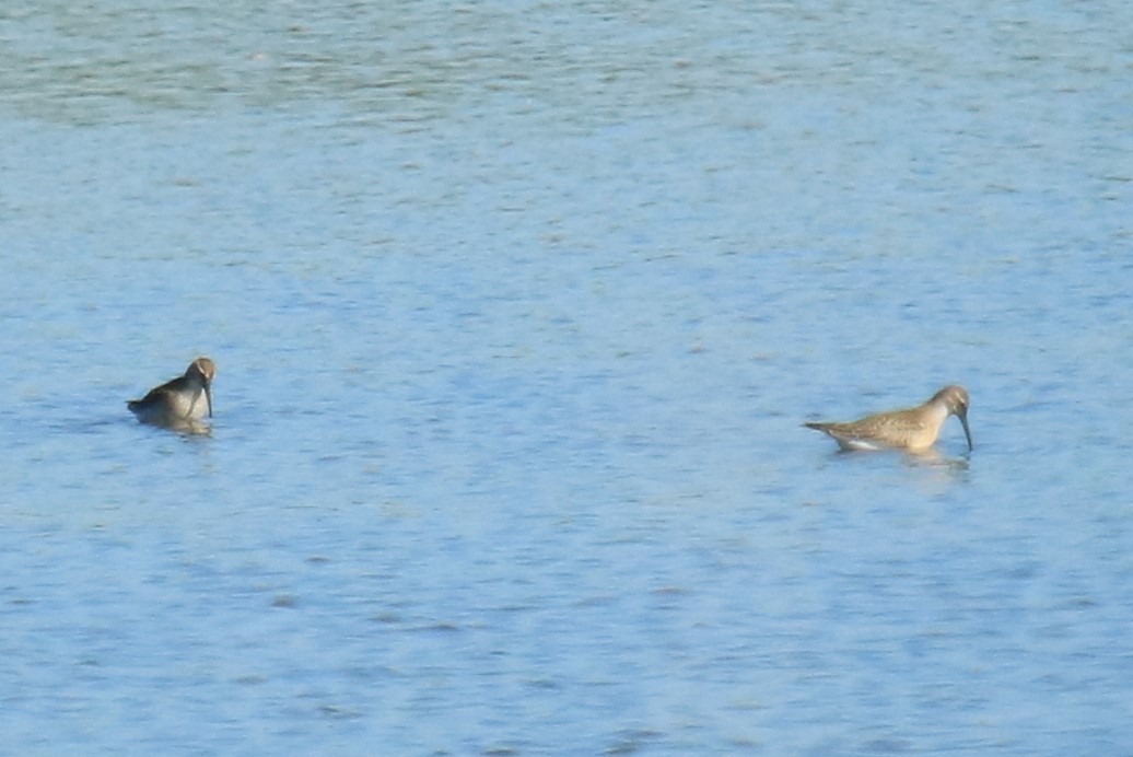 Curlew Sandpiper - ML608579620