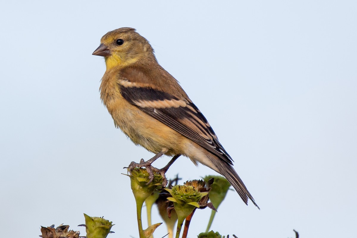 American Goldfinch - ML608579627