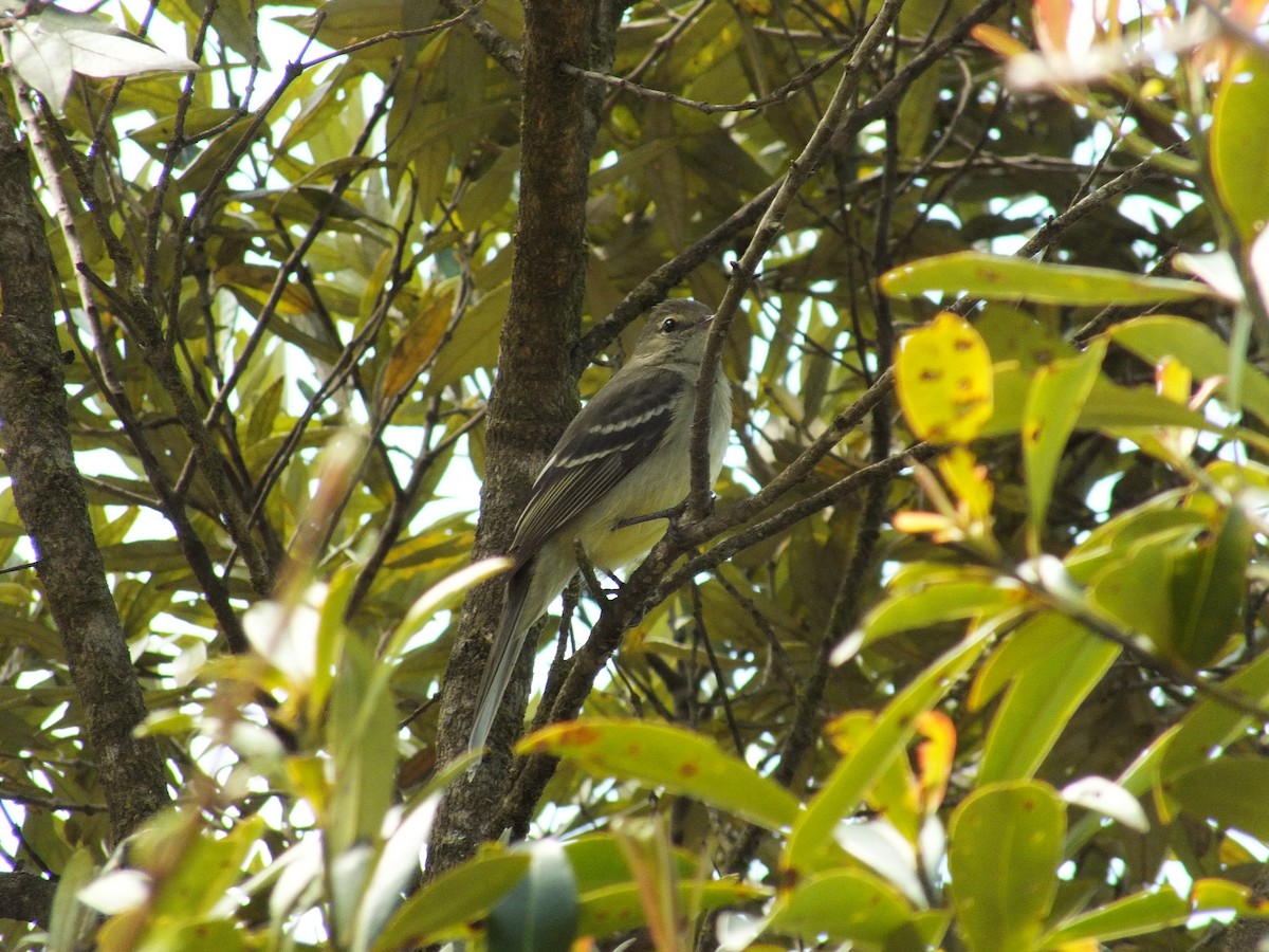 Small-billed Elaenia - ML608579637