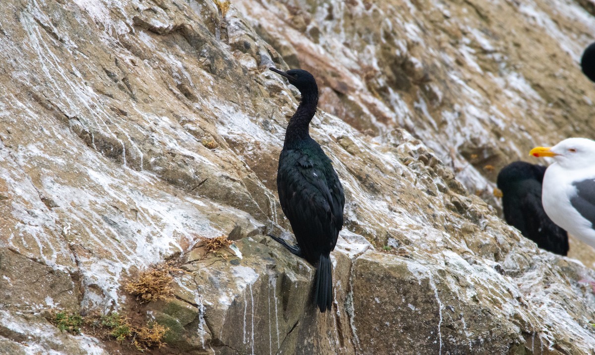 Pelagic Cormorant - ML608579644