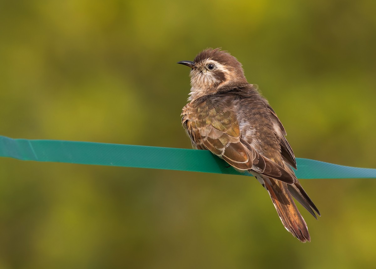 Horsfield's Bronze-Cuckoo - ML608579664