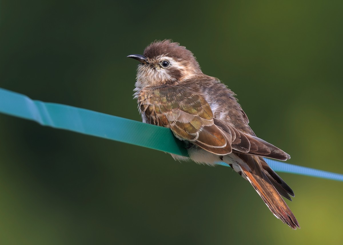 Horsfield's Bronze-Cuckoo - Ayuwat Jearwattanakanok