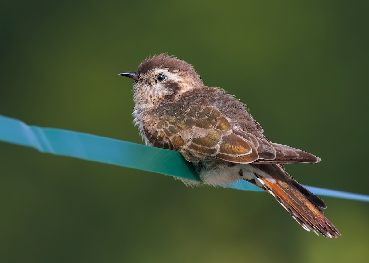 Horsfield's Bronze-Cuckoo - Ayuwat Jearwattanakanok