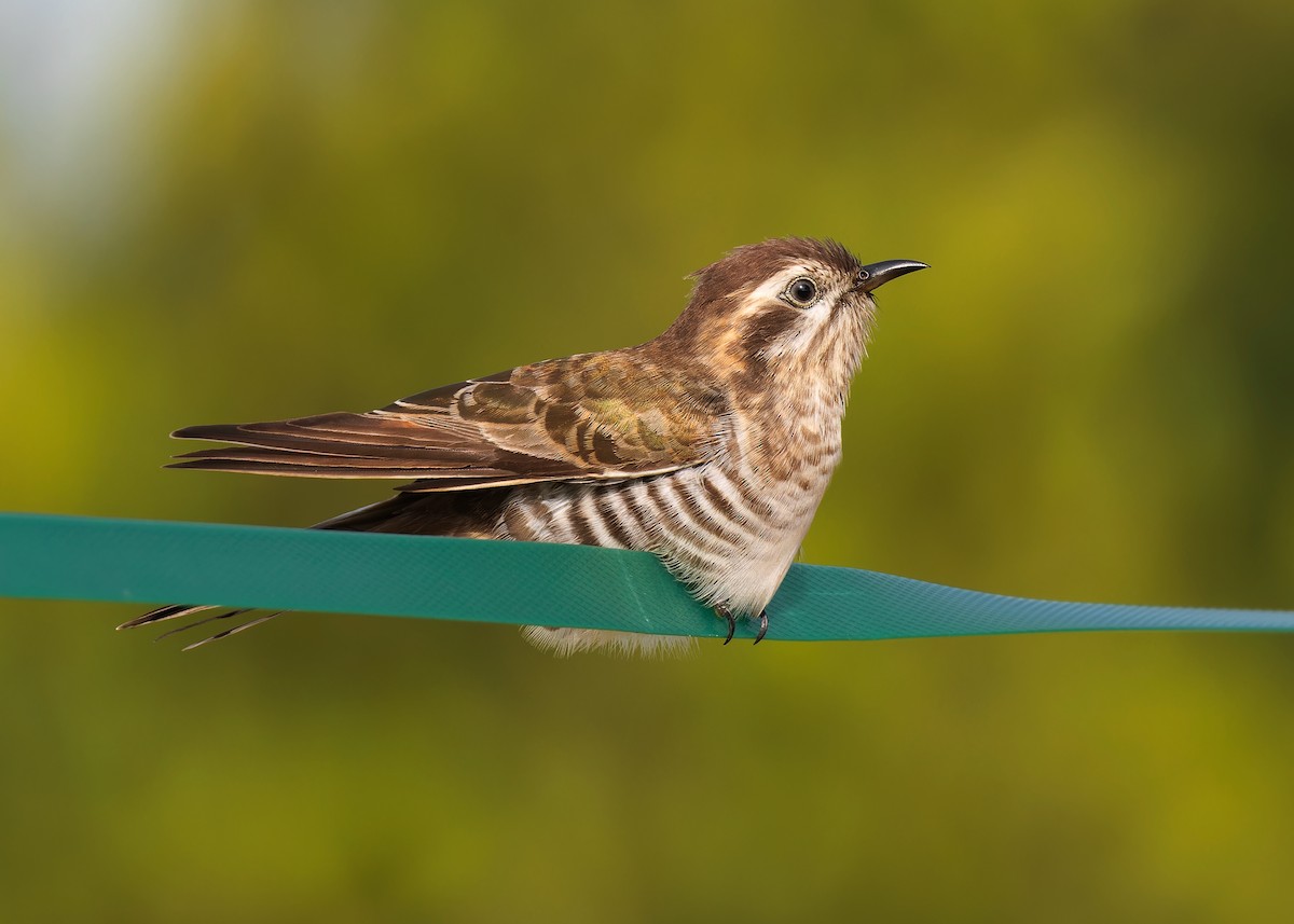 Horsfield's Bronze-Cuckoo - ML608579669