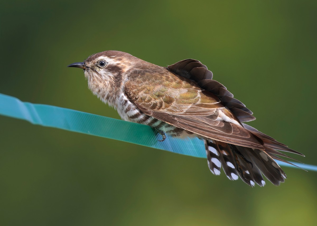 Horsfield's Bronze-Cuckoo - Ayuwat Jearwattanakanok