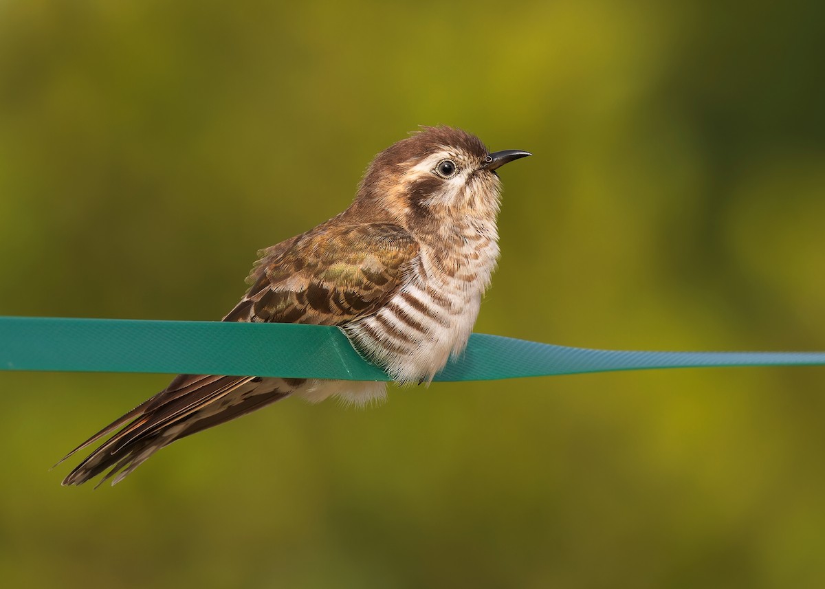 Horsfield's Bronze-Cuckoo - ML608579672