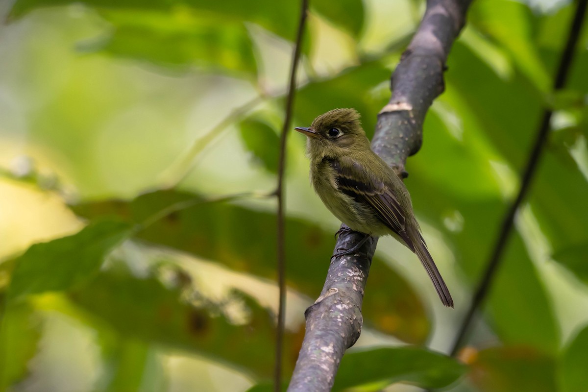 Yellowish Flycatcher - ML608579677