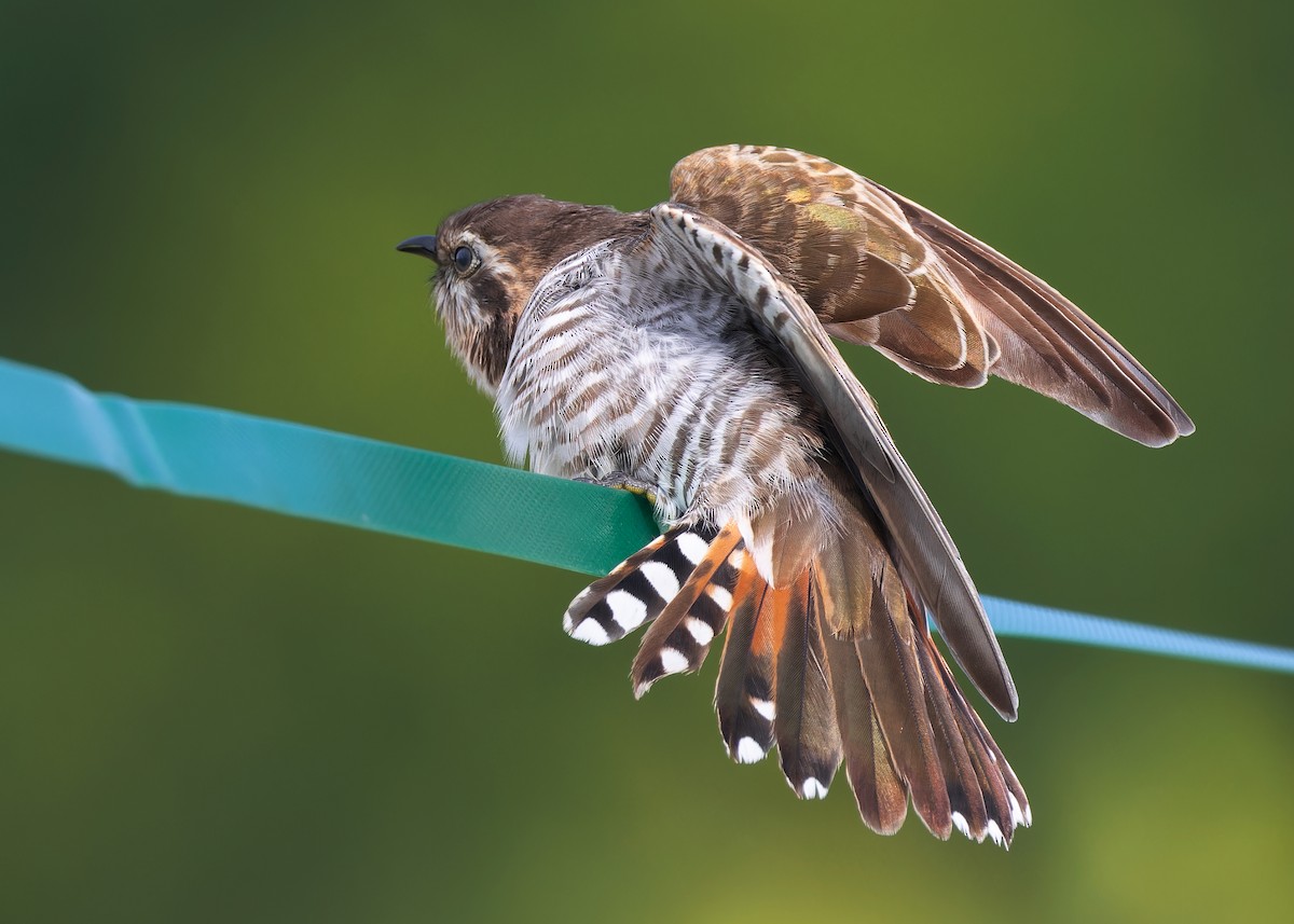 Horsfield's Bronze-Cuckoo - Ayuwat Jearwattanakanok