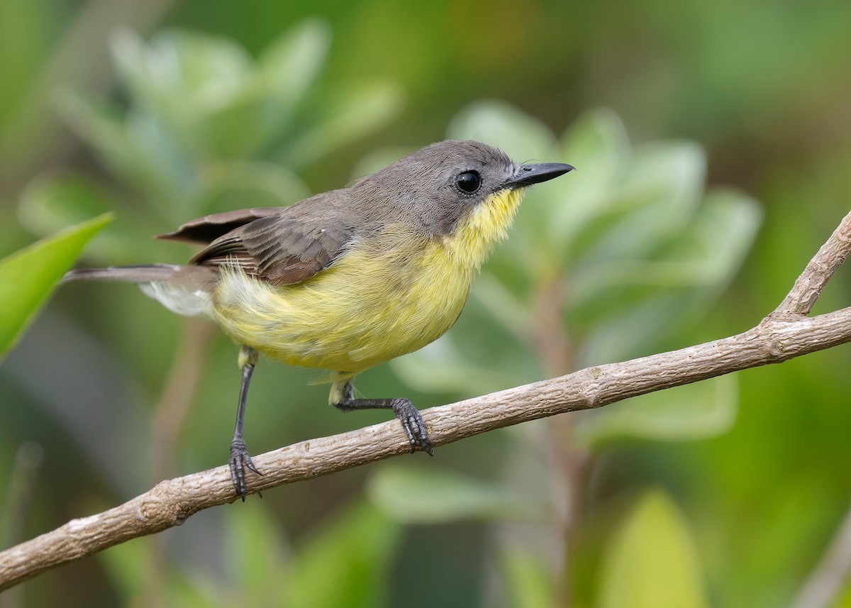 Golden-bellied Gerygone - Ayuwat Jearwattanakanok