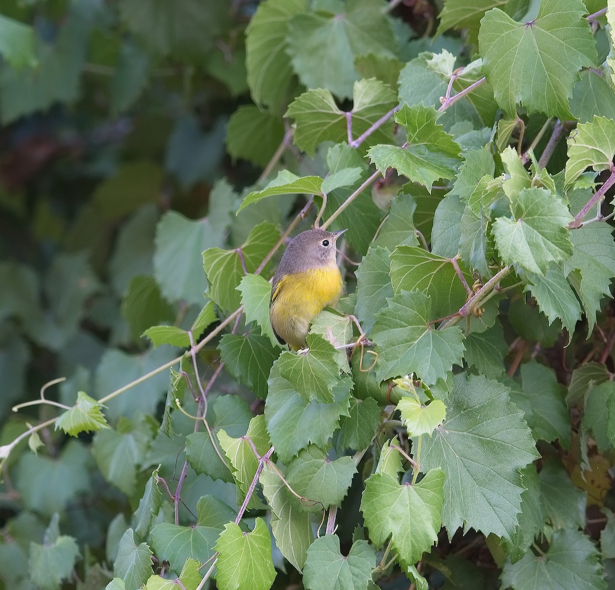 Nashville Warbler - ML608579743