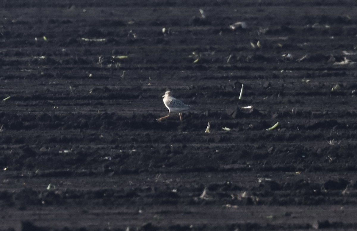 Buff-breasted Sandpiper - ML608579834