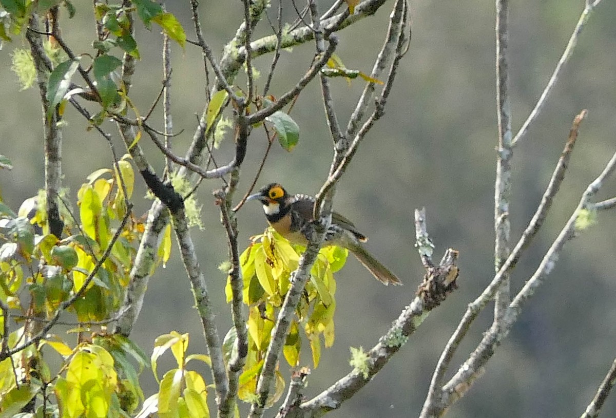 Ornate Melidectes - Randall Siebert