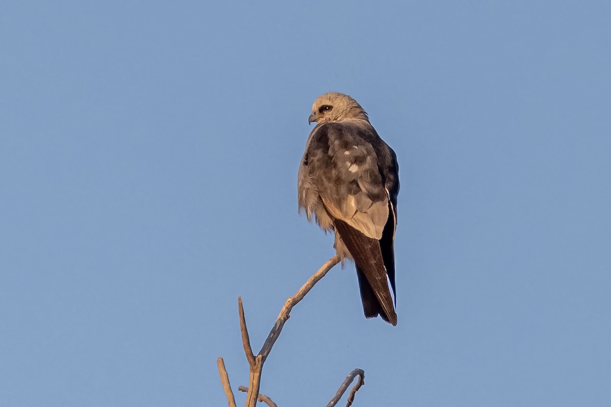 Mississippi Kite - ML608579912