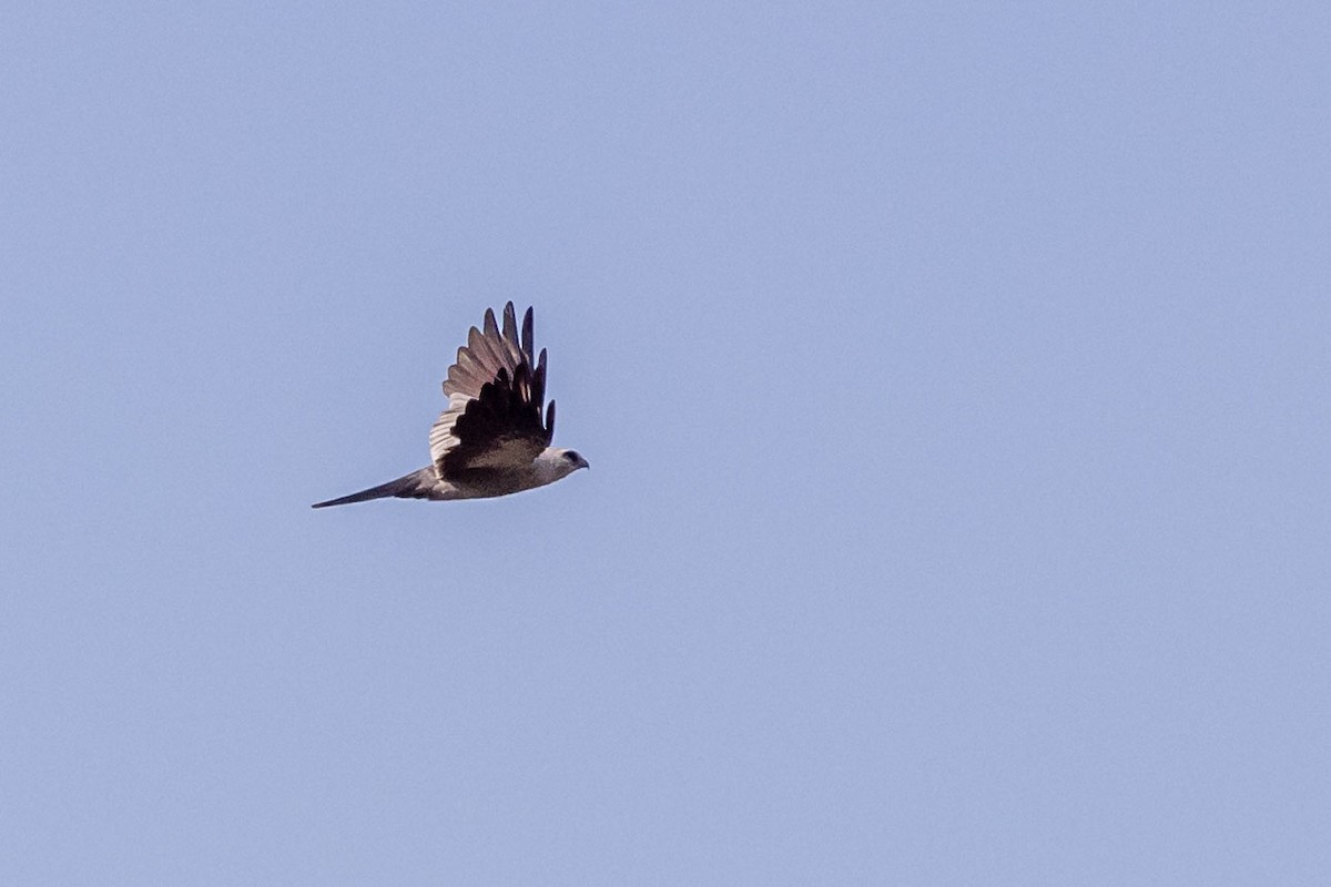 Mississippi Kite - ML608579915