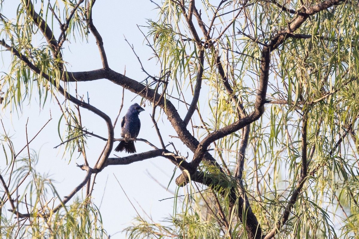 Blue Grosbeak - Ken Chamberlain