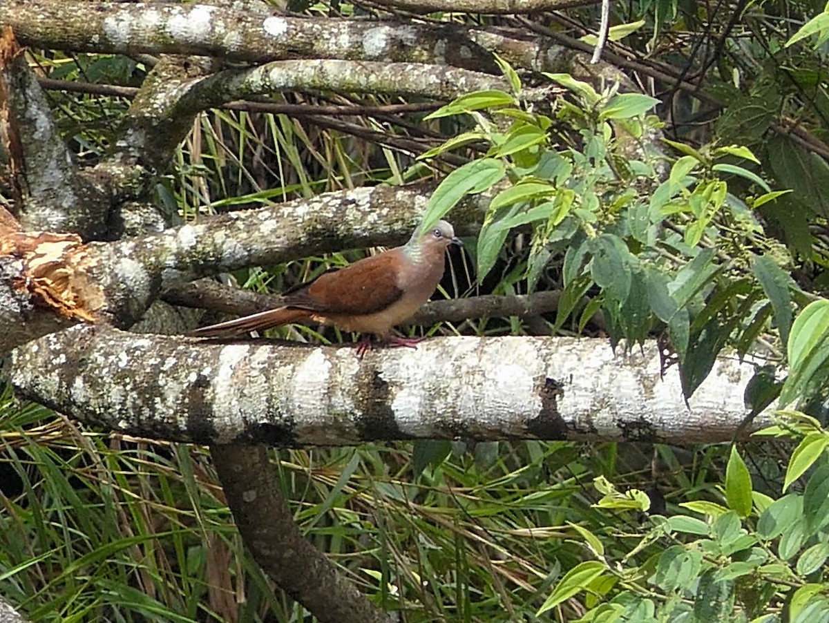 Amboyna Cuckoo-Dove - ML608579930