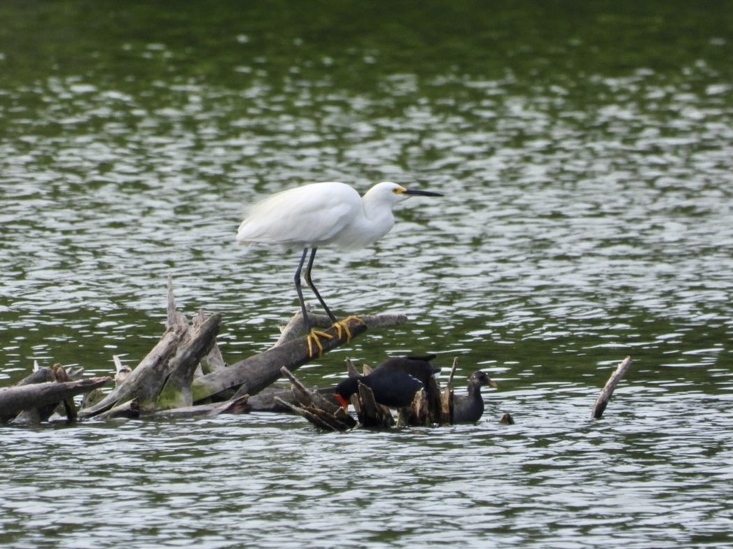 Snowy Egret - ML608579935