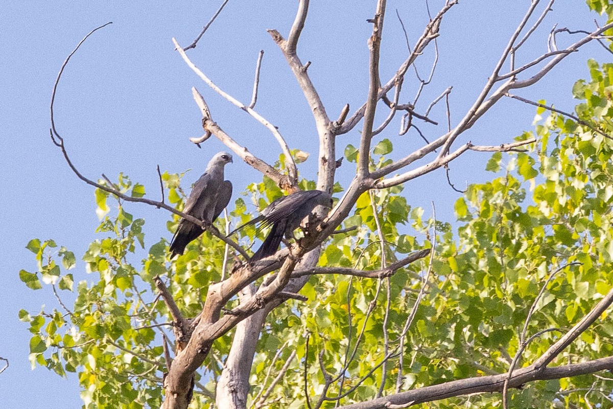 Mississippi Kite - ML608579941