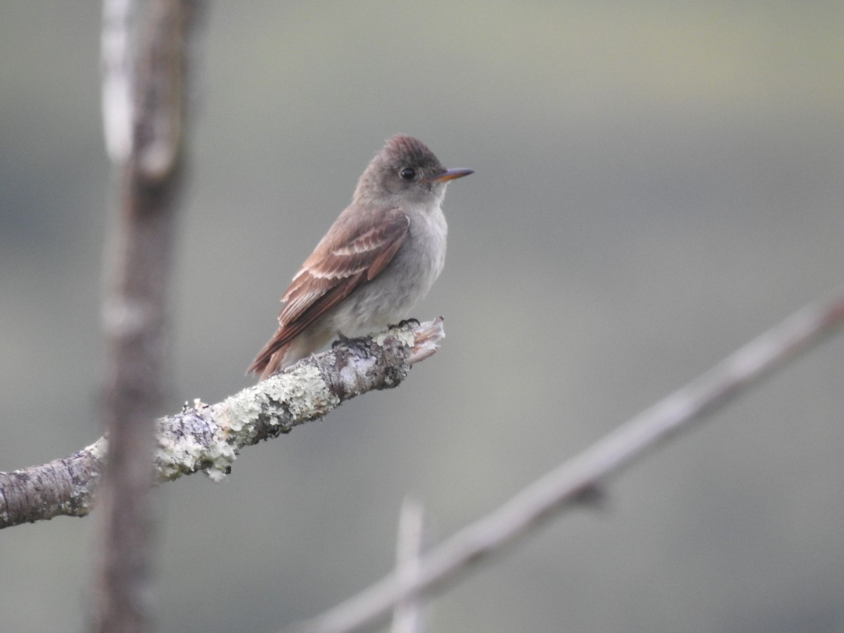 Eastern Wood-Pewee - ML608580051