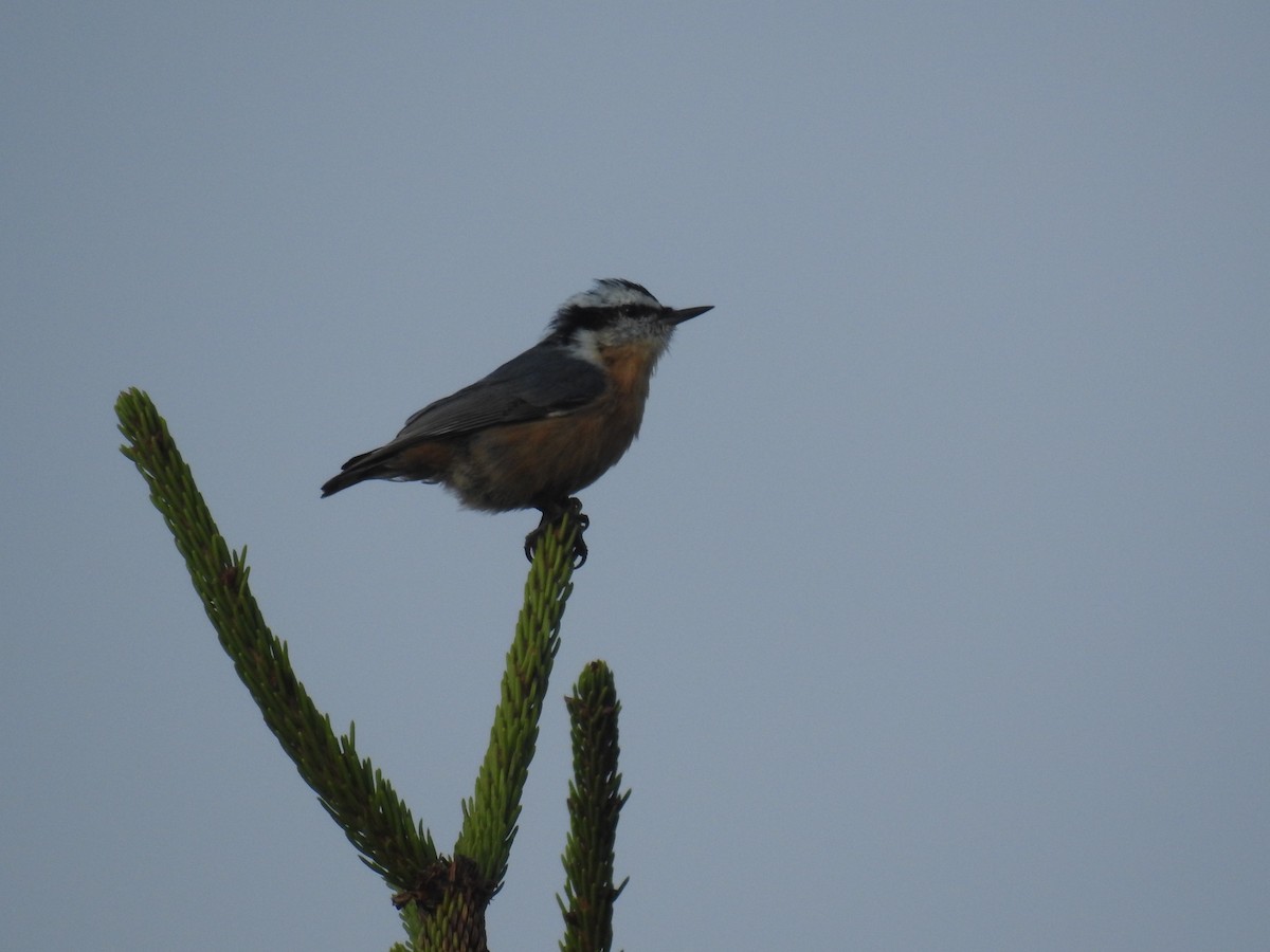 Red-breasted Nuthatch - ML608580058