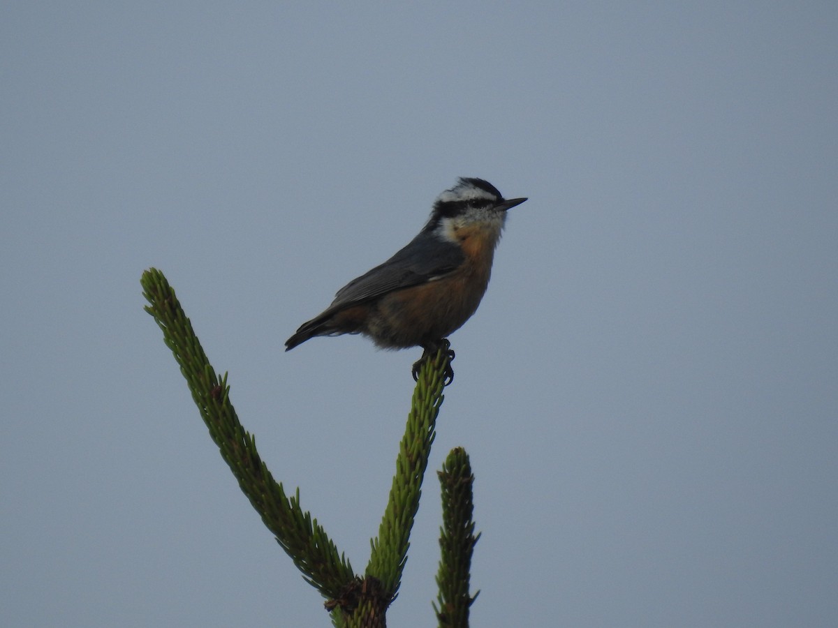 Red-breasted Nuthatch - ML608580059