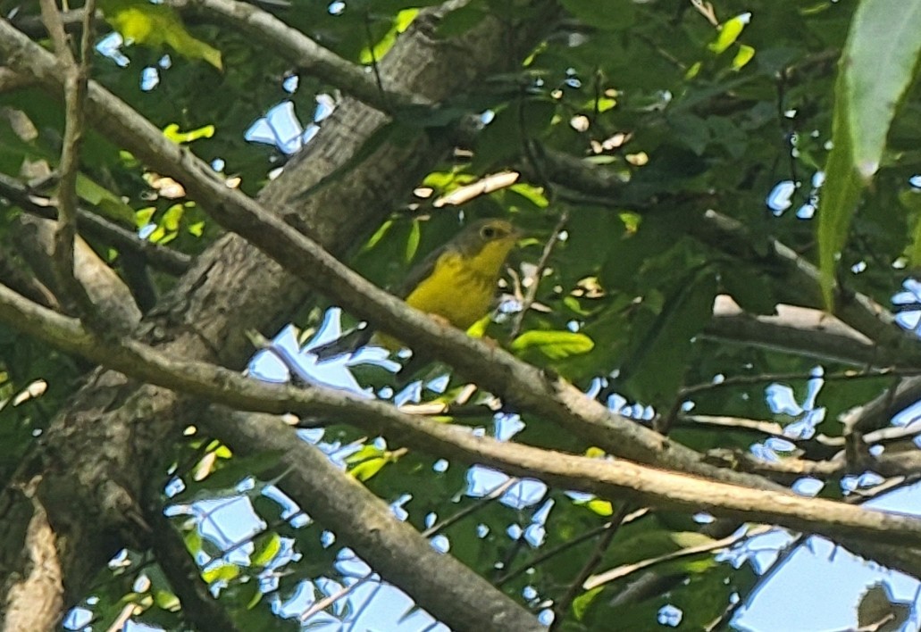 Canada Warbler - ML608580182