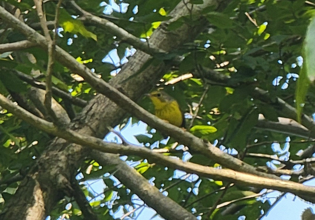 Canada Warbler - ML608580183