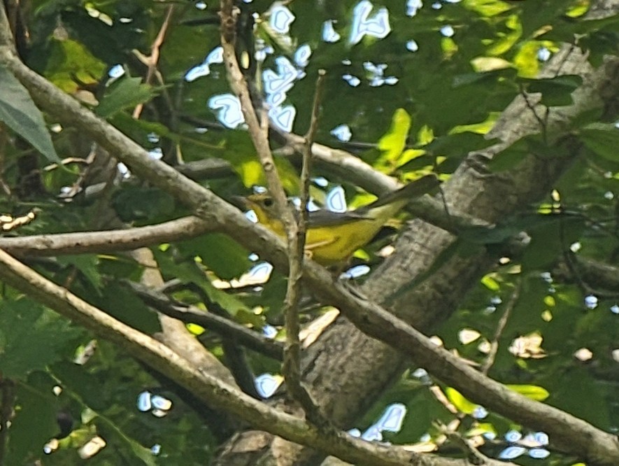 Canada Warbler - ML608580184