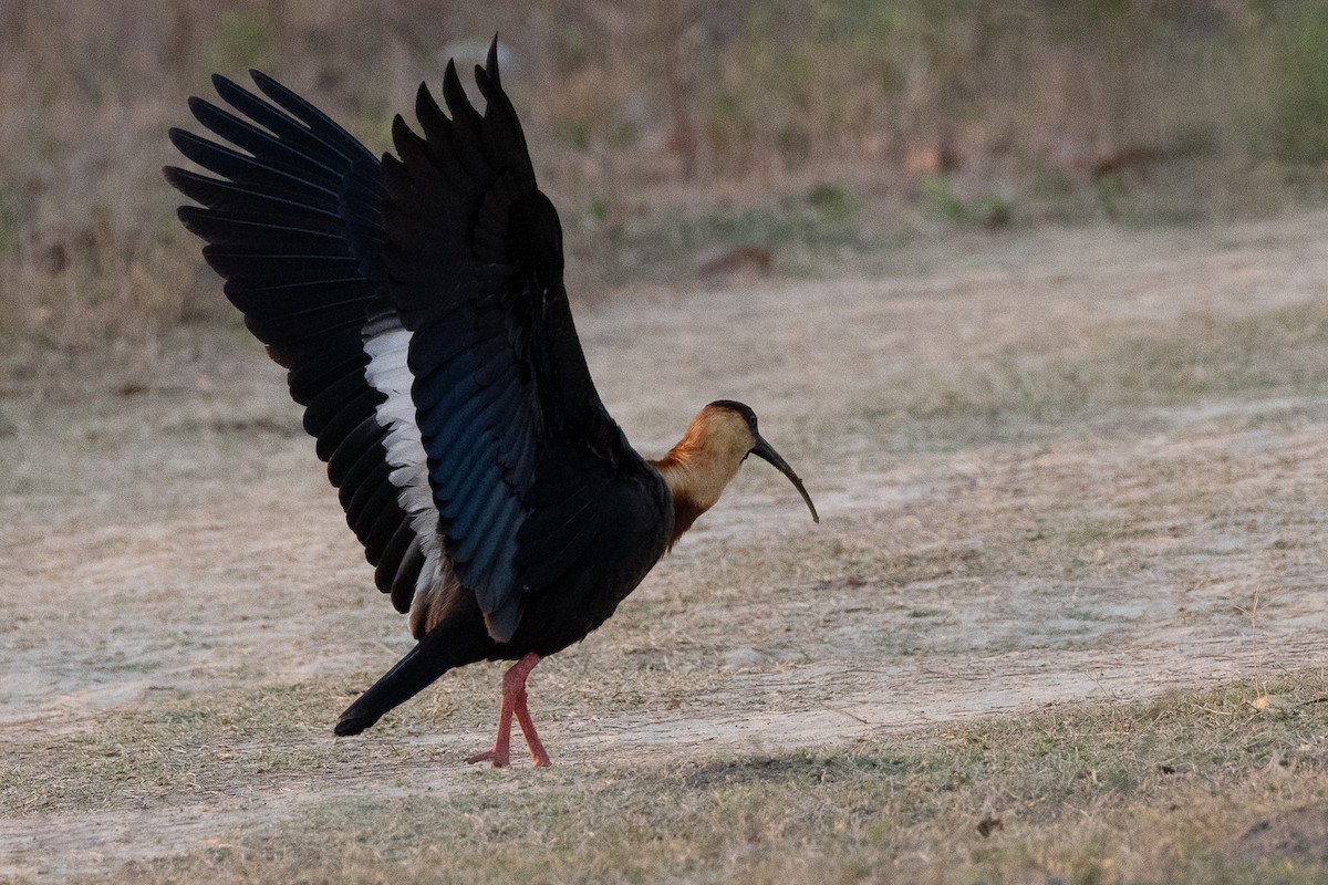 ibis bělokřídlý - ML608580434