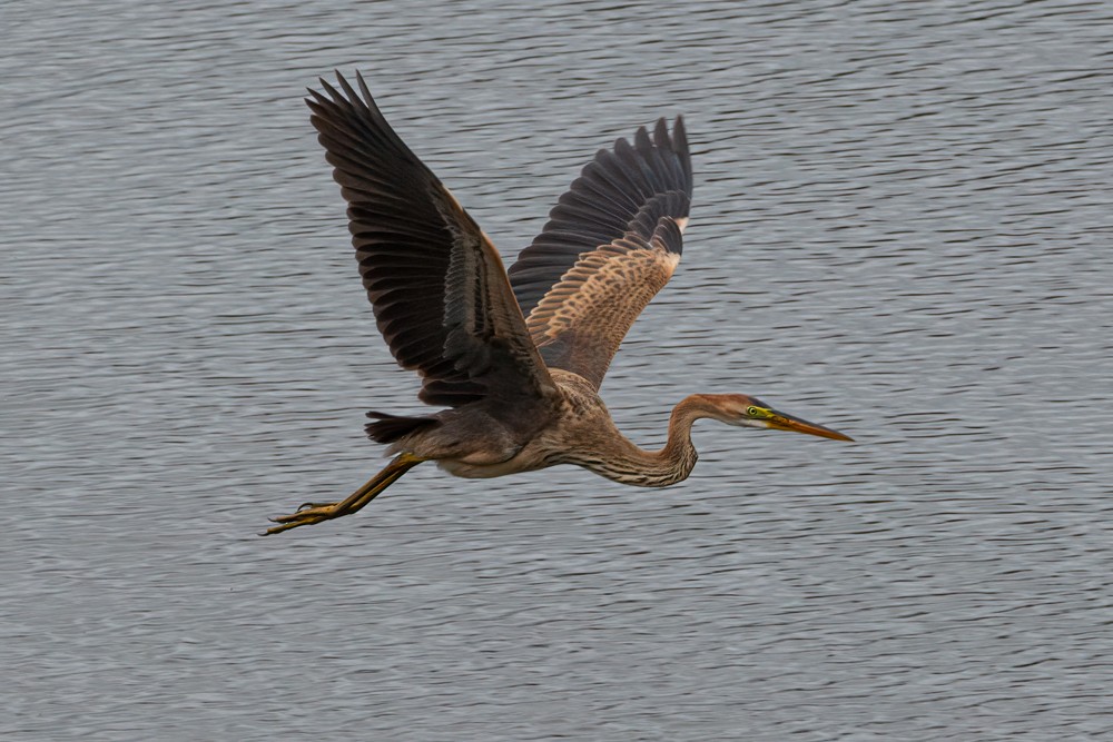 Purple Heron - ML608580495