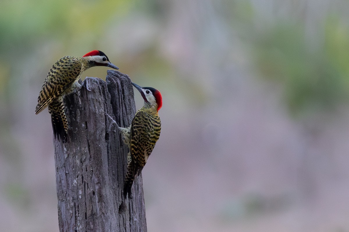 Green-barred Woodpecker - ML608580523