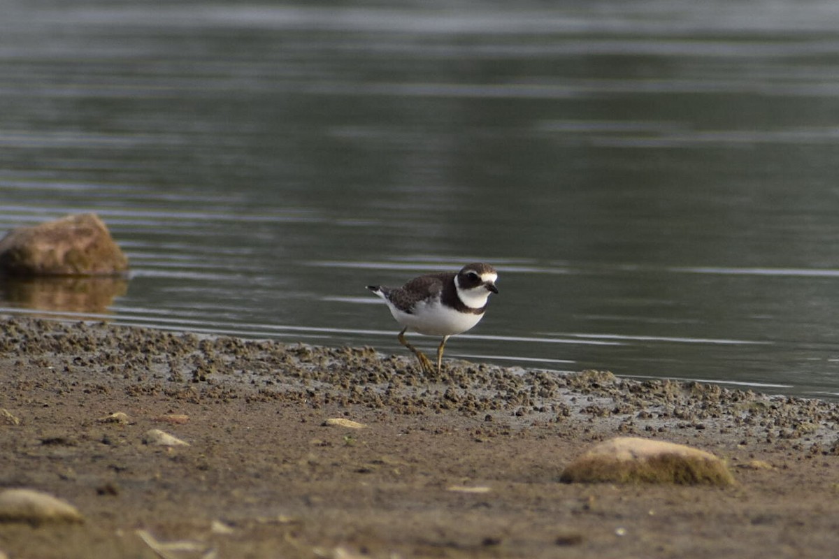 Semipalmated Plover - ML608580571