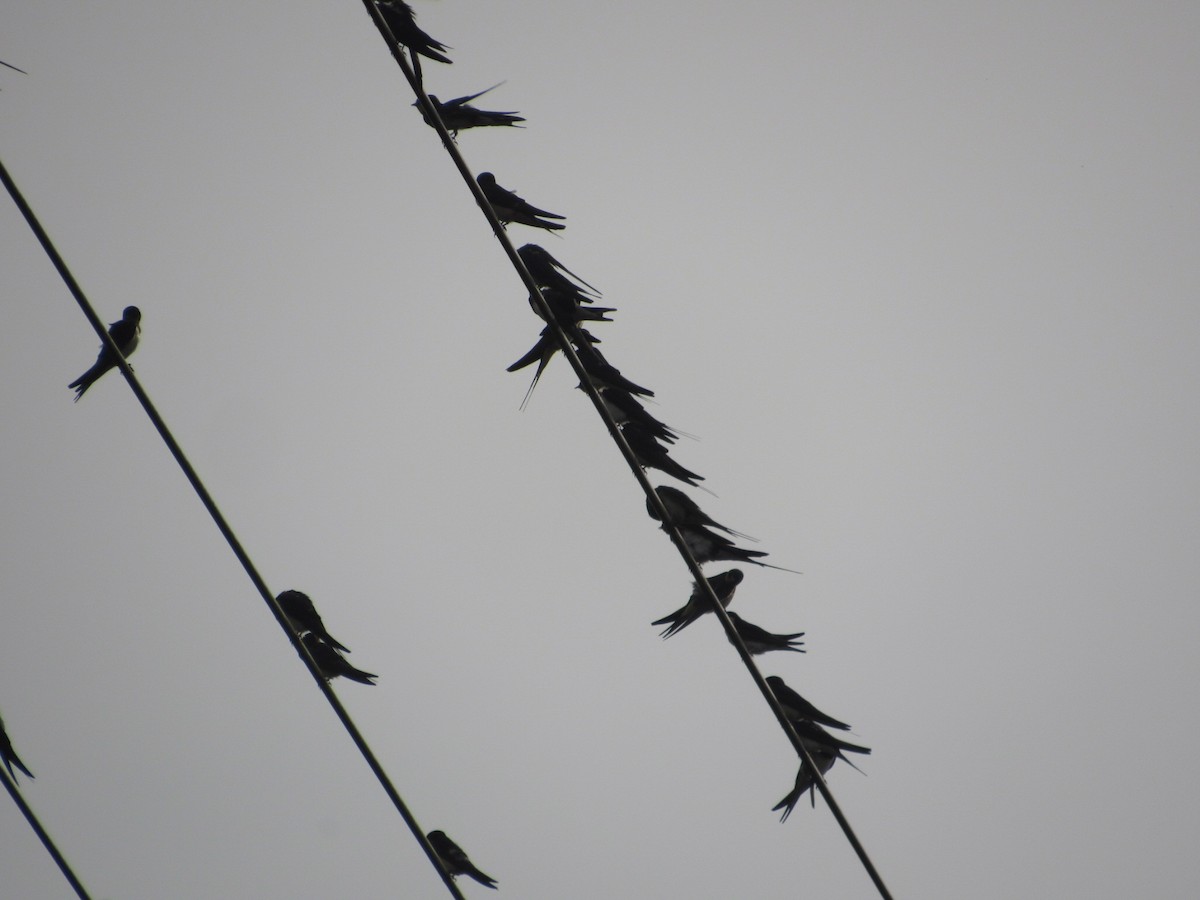 Barn Swallow - Mike Ball