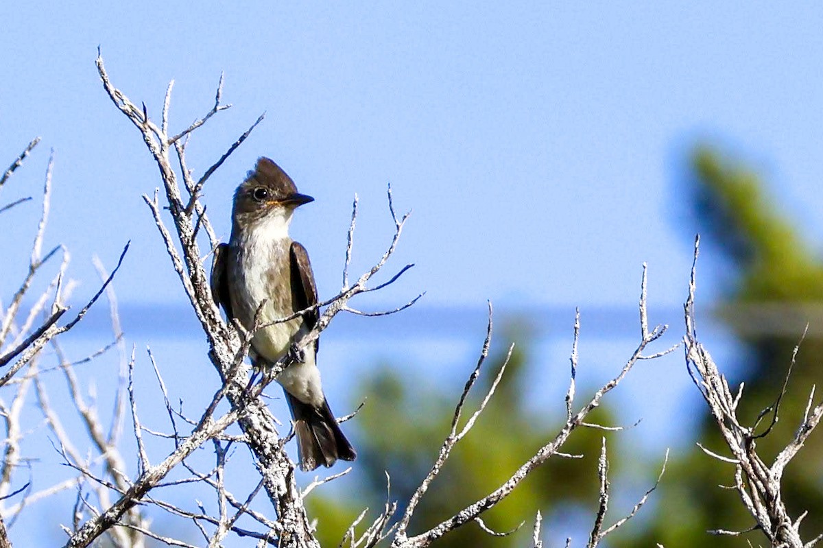 Olive-sided Flycatcher - Parker Marsh