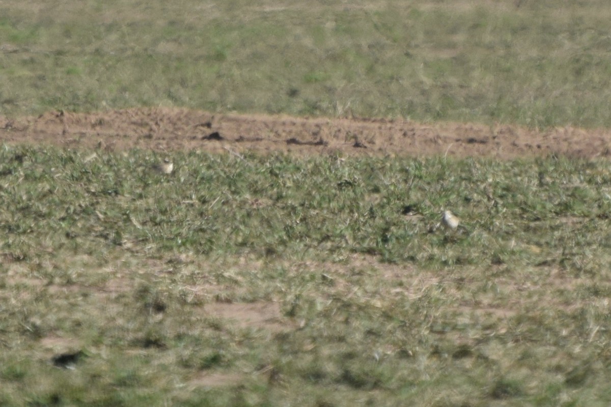 Australian Pipit - ML608580704
