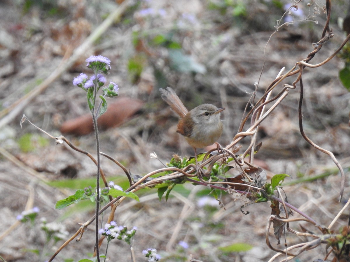 Rufescent Prinia - ML608580706