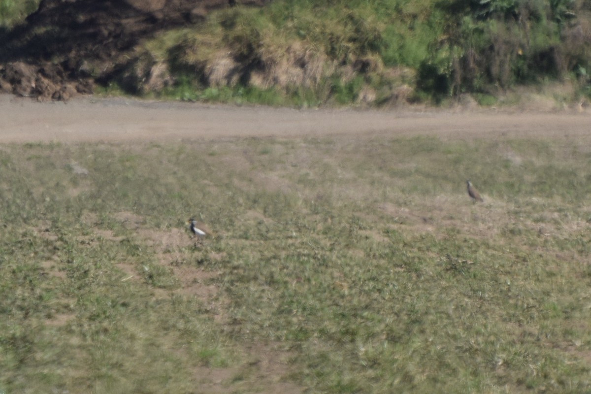 Banded Lapwing - ML608580707